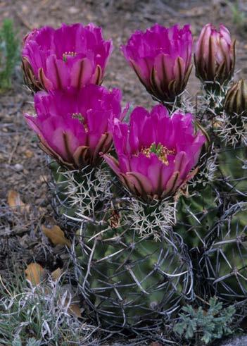 Vegetation and Habitat Resources Manage effects to Special Status Species or critical habitat designated by: Endangered Species Act BLM Sensitive Species USFS Sensitive Species NMDGF Species of