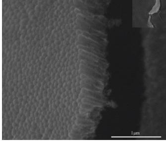 SEM of nanotubes mechanically cracked from support (Bottom View) Bottom view of mechanically cracked