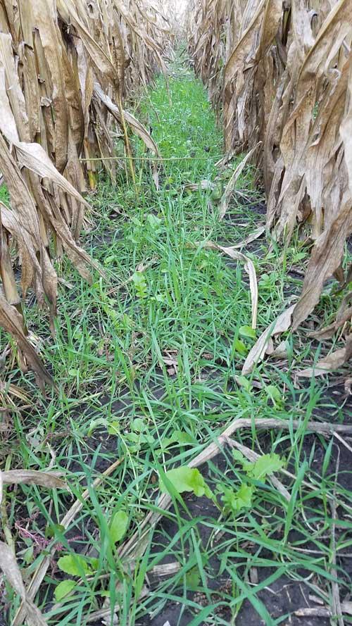 CEREAL RYE AND TILLAGE RADISH_10132017. SEEDED 08302017. This cover crop was seeded August 30, 2017 with a Hagie.
