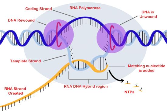 Transcription cont... As the RNA polymerase passes a region of the DNA molecule, the DNA zips back up. The mrna separates from the antisense strand.