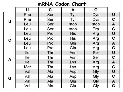 Reading a codon table To read a codon table Convert the DNA into an RNA codon Using the 3 letters from your RNA codon, look them up in the table. Work from left to right using the three letters.