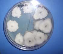 Picture 3/4 Colonies of Monilinia spp on growing media Bacterial isolates We worked mostly with isolates of Pseudomonas