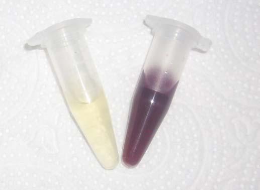 pigment, arginine dihydrolase