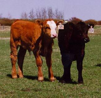 Defining Best Animals Genotype can refer to The genes affecting a particular trait (coat color, weaning weight) or The genes