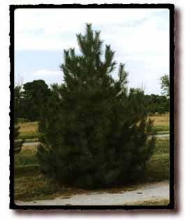 Selected seed source: Valentine and Ainsworth, Nebraska and Rosebud, South Dakota were selected for fast growth. Austrian Pine (Pinus nigra) has pairs of needles 4 to 6 inches long.