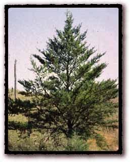 Jack Pine (Pinus banksiana) is native to Canada and the Lake States. Needles are in pairs 1 to 2 inches long and are usually twisted. Cones are 1 to 1 1/2 inches long and persistent for many years.