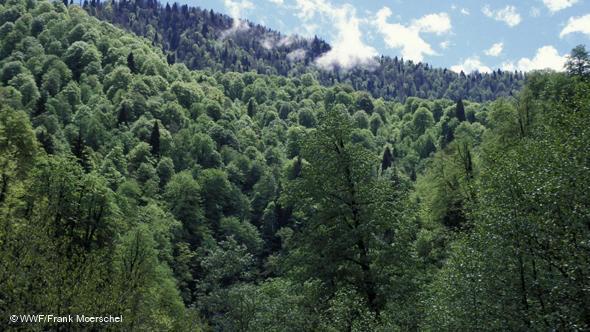 Sustainable Forest Management for