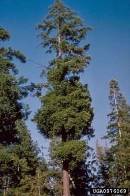 Huge Douglas fir mistletoe witches brooms provide excellent hiding