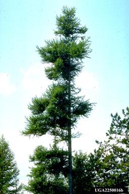Douglas fir killed by severe mistletoe infection.