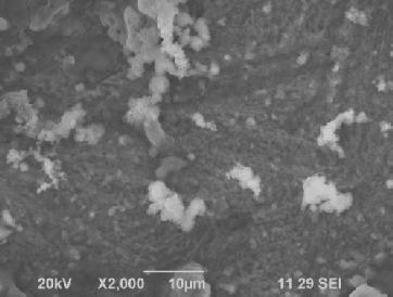 in (Figure 3 images (b,c)) respectively). The SEM micrographs of polished carbon steel surface (control) in Figure.3 (a) image shows the smooth surface of the metal.