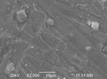 3 image (b) shows the roughness of the metal surface which indicates the corrosion of carbon steel in sea water. Figure.