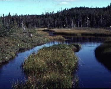 Figure 5-3. Riparian zone. A primary management tool employed by Corner Brook Pulp and Paper Woodlands to protect these values is the maintenance of treed buffers adjacent to watercourses.