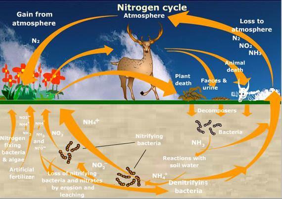 Other soil bacteria obtain energy by converting nitrates into nitrogen gas, which is released into the atmosphere in a process called denitrification.