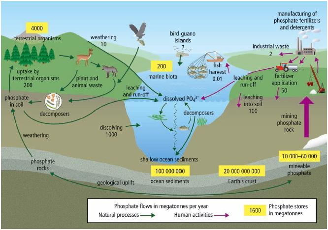 How Changes in Nutrient Cycles Affect Biodiversity Any significant changes to any of these nutrients (C, H, O, N or P) can greatly impact biodiversity.