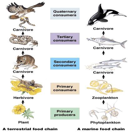 Food Chains 8 We need to think of ecosystems as being made up of several feeding levels, called trophic levels.