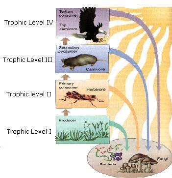 9 Food Webs Most organisms are part of many food chains. Arrows in a food web represent the flow of energy and nutrients.
