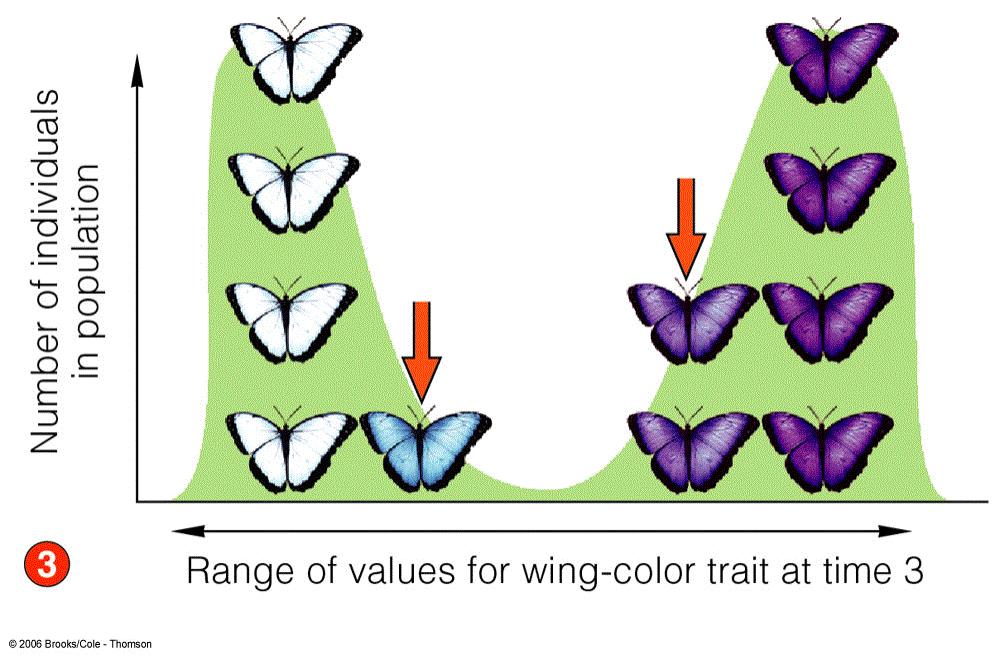 Selection Forms at both ends of the range of variation are favored Intermediate forms are
