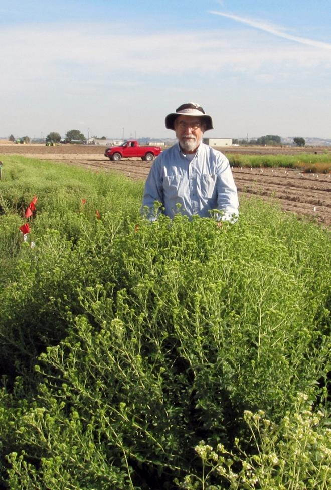 Stevia: Research & Development Utilize its research and breeding expertise to develop varieties that can thrive in the state of California, while obtaining attractive taste and yield profiles Key