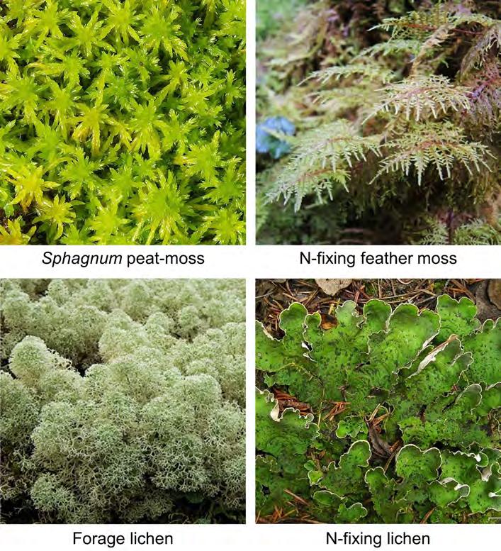 2014 Interior Alaska Highlighted Findings Ground Layer: Moss and Lichen Mats Moss and lichens in the ground layer accumulate carbon and nitrogen and contain vital forage species for native wildlife.
