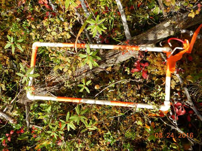 Briefly stated, this indicator converts field-measured depth and cover of ground-dwelling mosses and lichens into a plot-level estimate of biomass, carbon, and nitrogen for each functional group.