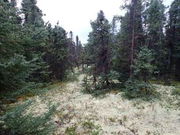 Tree Ages and Diameters 2014 Interior Alaska Highlighted Findings Tree diameters tend toward smaller size classes with the vast majority of trees less than seven inches in diameter.