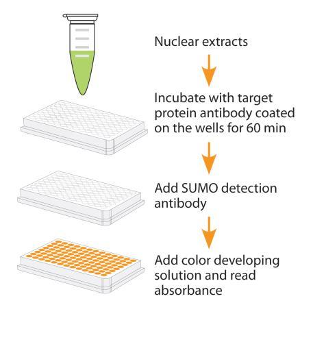 development of EpiQuik In Vivo Protein Sumoylation Assay Ultra Kit, which allows increased detection sensitivity and assay convenience.