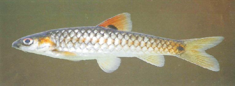Determination of feeding efficacy of Toxorhynchites larvae and fish in the laboratory Feeding efficacy tests were carried out under laboratory conditions with three replicates.