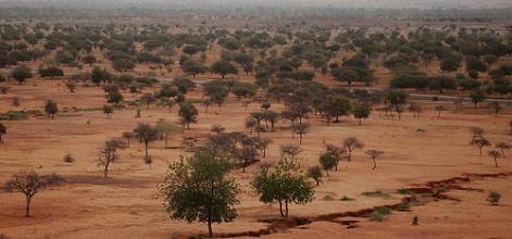 Farmer Managed Natural Regeneration In drylands, regeneration often accounts for 90% of standing trees (on farms and off farms) Regeneration leads to many different mixes and densities of trees