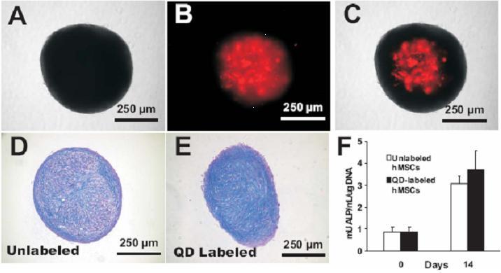 C and D: No significant differences in ALP contents and calcium production between QD-labeled and unlabeled hmscs, respectively. Scale: 30 µm.