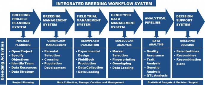 Support for conventional and marker-assisted breeding: The BMS is designed to help breeders managing their day-to-day breeding activities in a very user-friendly and efficient way.