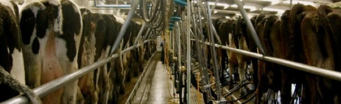 Non-cyclers During the post-calving recovery period a cow s reproductive tract must return to normal and cycling must start again.