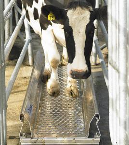 Heifer Rearing Weaning to Mating Calf and heifer management on many farms is a limiting factor to herd reproductive performance.