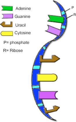 The Structure of RNA RNA