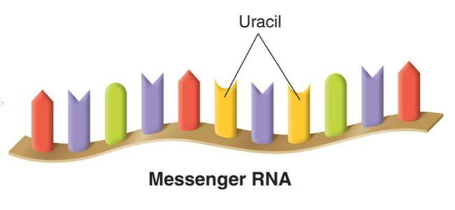 Messenger RNA (mrna) Messenger RNA (mrna): carries copies