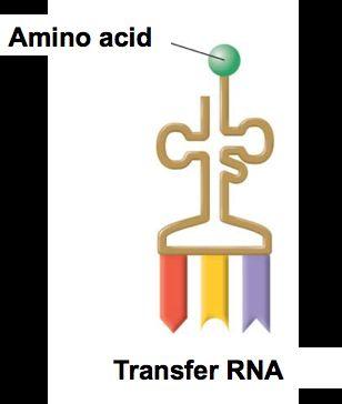 trna transfer RNA (trna)