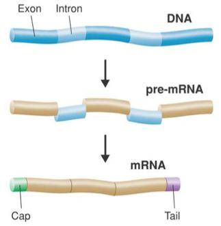 RNA Editing Introns = don t code for proteins cut out of RNA