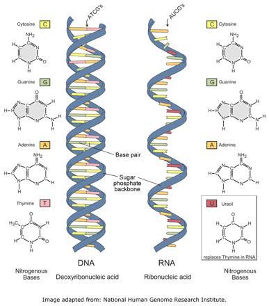 pg. 362 The Role of RNA Comparing RNA & DNA.