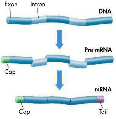 pg. 365 RNA Synthesis RNA Editing? RNA splices into intron & exons.