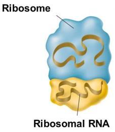 ribosomes for polypeptide synthesis (making proteins).
