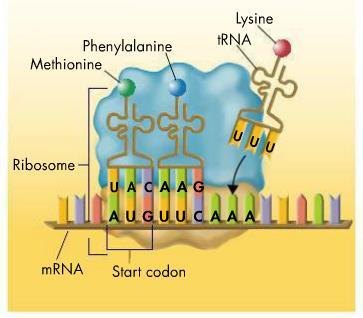Steps of Translation rrna & trna: Ribosome attaches to mrna & begins