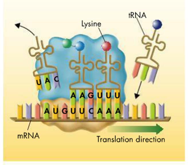 Steps of Translation Polypeptide Assembly Line : Ribosome joins amino acids