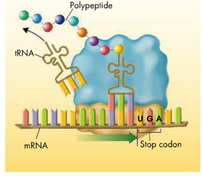 Steps of Translation Completing the Polypeptide: Process continues