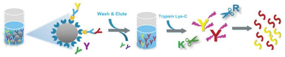 LC-MS conditions for microflow analysis: Each sample was analyzed in triplicate by QTRAP 6500+ mass spectrometer coupled with M5 MicroLC system at the trap-elute mode.