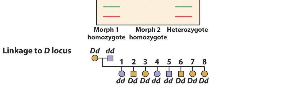 DNA Fingerprinting Techniques RFLP Restriction Fragment Length Polymorphism (original) PCR Polymerase Chain Reaction VNTRs Variable Number Tandem Repeats STRs - Short Tandem Repeats Ribosomal DNA