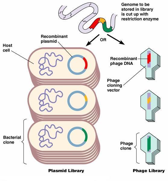 complementary DNA cdna- Eukaryotic genes contain introns but bacteria do not contain the necessary enzymes to remove introns Eukaryotic genes that are inserted into bacteria must be inserted without