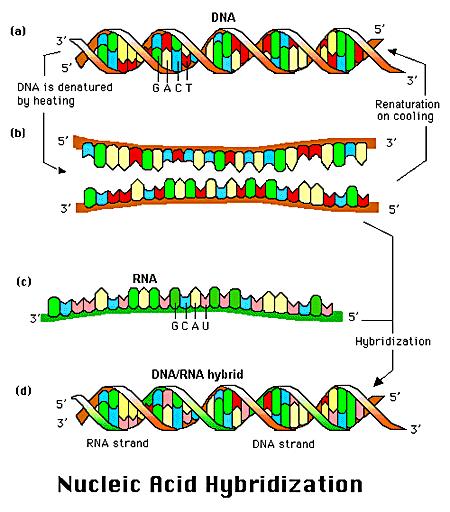DNA Hybridization Base pairing of two single strands of DNA or RNA.