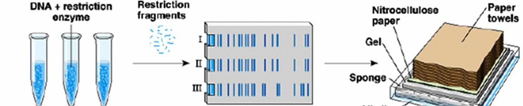 DNA Analysis Analysis of DNA Fragments When a plasmid is digested by restriction enzymes, the length of each fragment