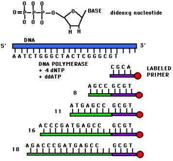 Sanger Method of DNA Sequencing Analysis of genes at the nucleotide level Tool has been applied to many areas of research Polymerase chain reaction (PCR) - quickly making an unlimited number of