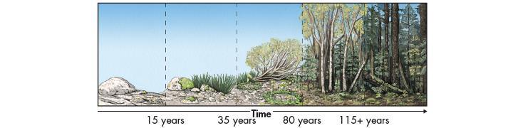 4.3- Succession Ecological succession- series of predictable changes that occurs in a community over time 1.