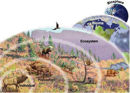 Ecology is the scientific study of organisms and the interactions between them and the